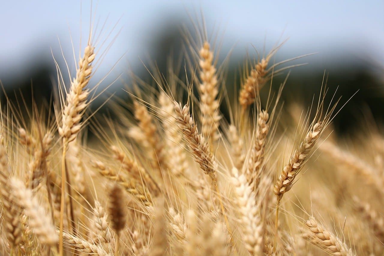 EIT Food Accelerator Network: Jetzt bewerben
