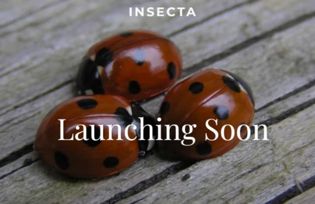 Insecta